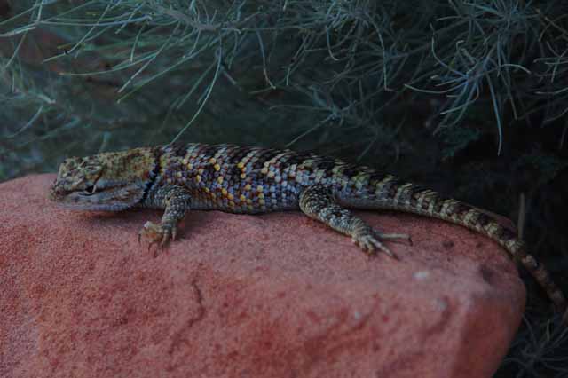 a spiny lizard